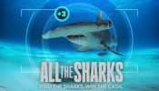 All the Sharks izle